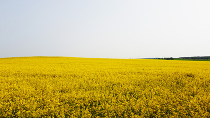 Obraz premium Aerial view of the yellow agricultural agro fields of rapeseed plant culture. Photography for the background of tourism, design, advertising and agro business