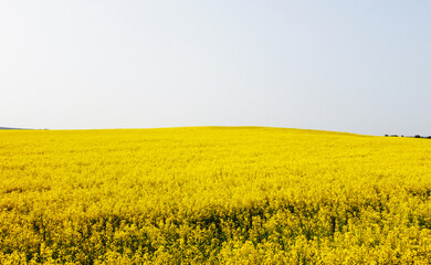 Obraz premium Aerial view of the yellow agricultural agro fields of rapeseed plant culture. Photography for the background of tourism, design, advertising and agro business