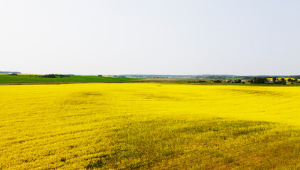 Aerial view of the yellow agricultural agro fields of rapeseed plant culture. Photography for the background of tourism, design, advertising and agro business