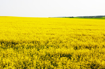 Fototapeta premium Aerial view of the yellow agricultural agro fields of rapeseed plant culture. Photography for the background of tourism, design, advertising and agro business