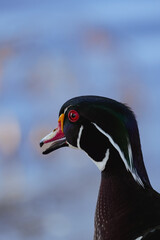 wood duck portrait