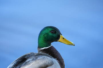 mallard duck on the water