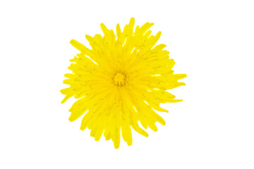  yellow flower of a dandelion on a transparent isolated background. png