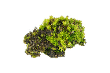 green moss on a transparent background. png