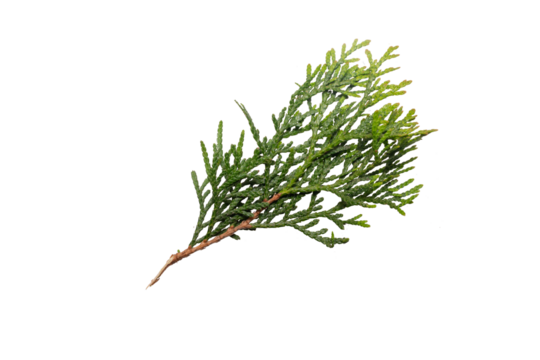twigs of thuja emerald on a transparent isolated background. png