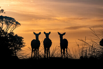 Deer Sunrise