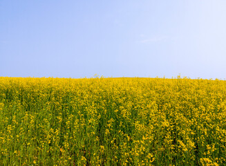 Obraz premium Yellow agricultural agro field of rapeseed plant culture. Yellow-blue background for tourism, design, advertising and agro business