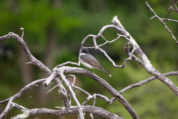 A close up view of an eastern kingbird perched on a dead tree branch in DelCarte Conservation Area in Franklin, MA