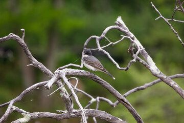 A close up view of an eastern kingbird perched on a dead tree branch in DelCarte Conservation Area in Franklin, MA