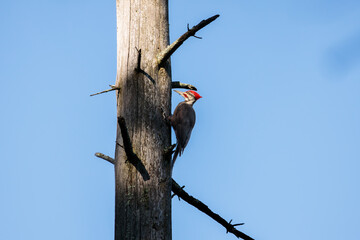 a male pileated woodpecker (dryocopus pileatus) perched on a dead tree in Wollomonopag Conservation Area in Wrentham, MA  
