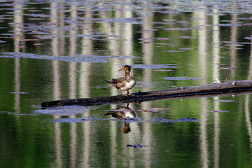A front view of a female common merganser duck looking to the left while standing on a fallen tree in a pond in Wollomonopoag Conservation Area in Wrentham, MA 