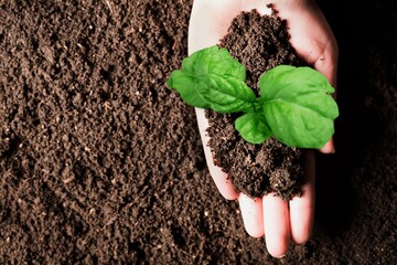 A hand full of soil sprouting plant seedling