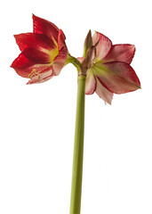 Hippeastrum (amaryllis) Flamenco Queen on a white background isolated