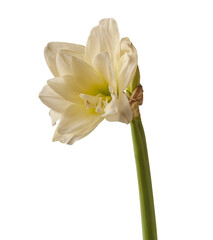 White double hippeastrum (amaryllis) Marquis on white background