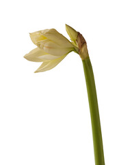 Obraz premium Double hippeastrum (amaryllis) 