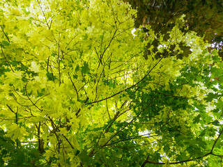 Beautiful background of yellow maple tree foliage