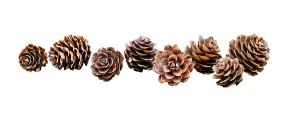 A row of isolated natural small pine cones isolated png file