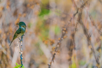 bird on a branch (Green Manakin)