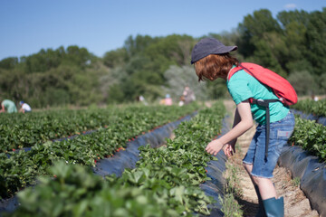 niño recogiendo fresas con mochila roja vaquero y camiseta en un campo en un día de verano