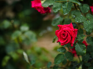 赤いバラ