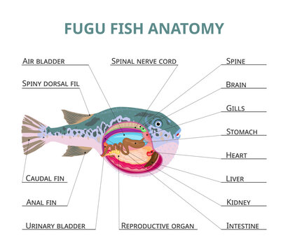 Fugu fish anatomy, vector illustration