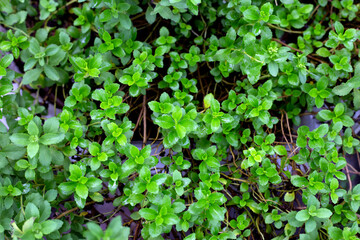 Fototapeta premium Fresh green leaves of stevia plant.