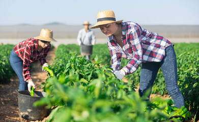 Team of farmers harvesting ripe bell peppers on field on a summer day