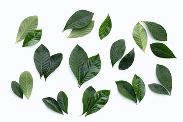 Green leaves of cape jasmine or garden gardenia, gerdenia flower
