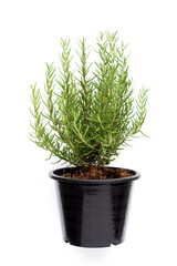 Rosemary in a pot on white background.
