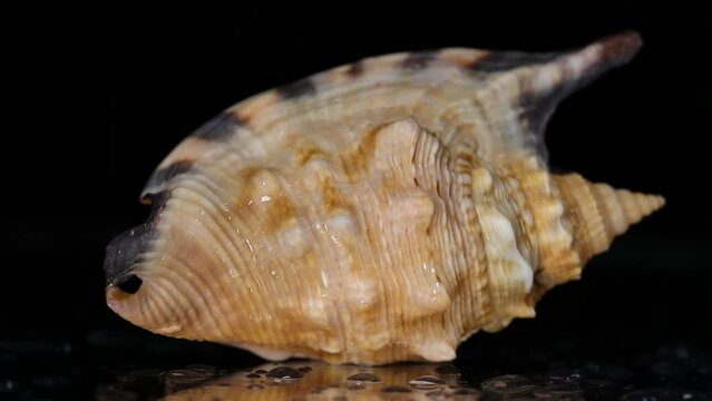Sea shell