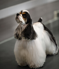 2022-07-11 BLACK AND WHITE COCKER SPANIEL WITH LIGHT BROWN TINTS ON ITS FACE LOOKING UP AT A DOG SHOW IN PUYALLUP WASHINGTON