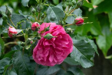 A bush of pink roses in a spring or summer ornamental garden. Decorative garden.