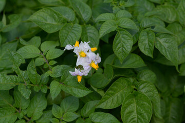 Flowering potato bushes with green leaves. Agricultural crops, growing potatoes.
