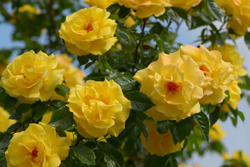 Bush of yellow roses in the spring or summer garden. Decorative garden.