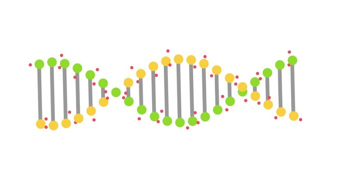 Animation of abstract DNA fragment with seamless loop on white background. Conceptual design of genetic information for science animation. Rotating DNA. 4K resolution.