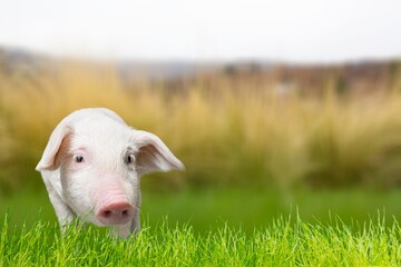 Obraz premium Cutie small funny pig on green grass.