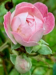 pink flower in June