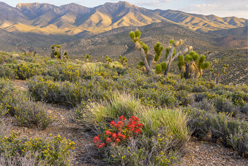 Mojave Desert Scene From Harris Springs Road, Spring Mountains National Recreation Area, Nevada, USA