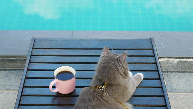 Cinematic shot of fluffy gray cat lies by the pool on a lounger with a mug of coffee. Epic cat by the pool on vacation. Vacation with your beloved cat by the pool. Life of beloved pets next to people