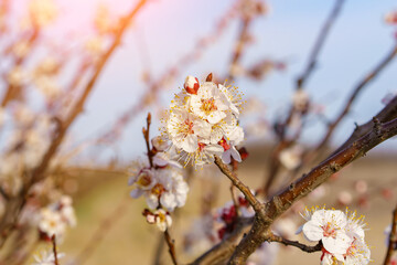 Flowers and flowering trees in early spring, toned. Spring background with copy space