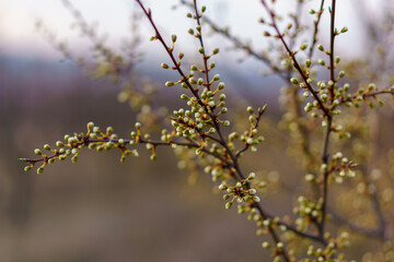 Small flowers in early spring on a fruit tree with selective focus. Spring background with copy space
