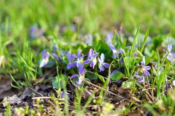 Wild wildflowers in a meadow in early spring. Background with selective focus and copy space