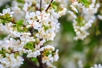 Backdrop of flowering trees in early spring. Spring background with copy space