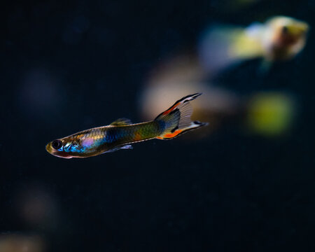 Endler Guppy (Poecilia Wingei)