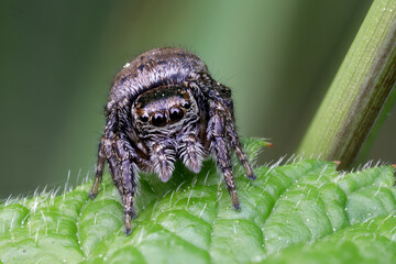 Dunkle Sichelspringer (Evarcha arcuata)