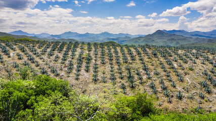 Paisaje de Agave en Sierra Sur de Oaxaca