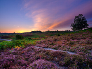 Sunrise over the heather of Rockford Common in the New Forest National Park, UK - obrazy, fototapety, plakaty