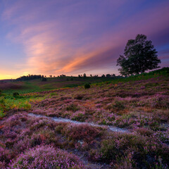 Sunrise over the heather of Rockford Common in the New Forest National Park, UK