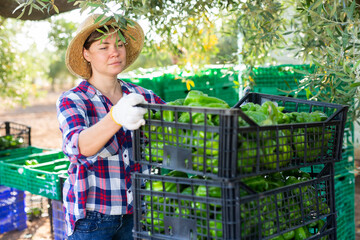 Fototapeta premium Woman gardener stacking crates with harvested green pepper outdoors.