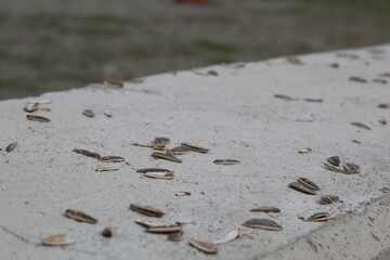 Sunflower seeds thrown on ground